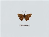 藏品(碎紋孔弄蝶)的圖片